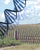 Altroconsumo sulla contaminazione Ogm